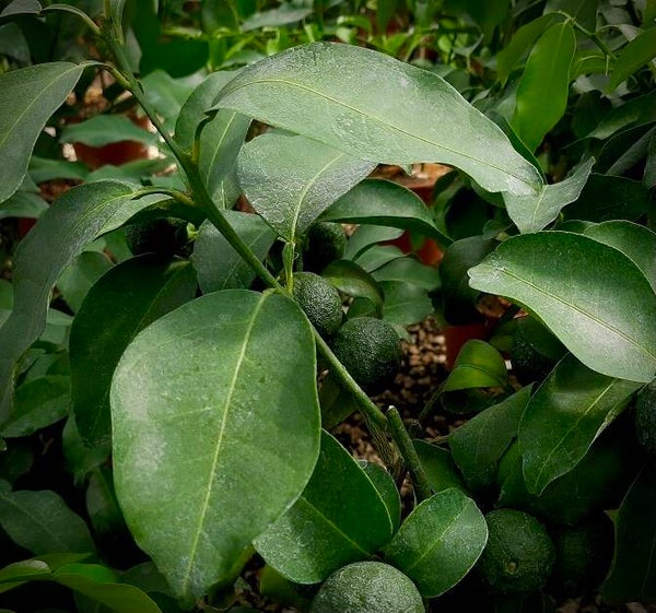 Ichanglemon Shanguyan - Citrus wilsonii
