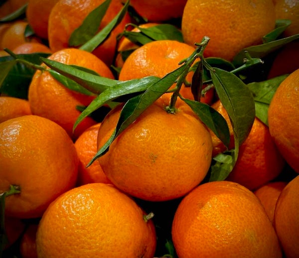 Clementine SRA 92 - Citrus clementina