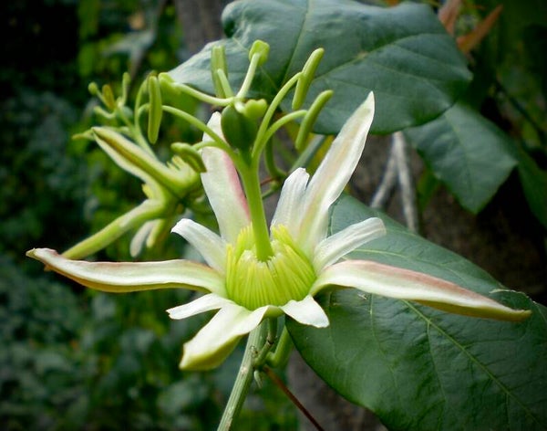 Passion Australe - Passiflora herbertiana