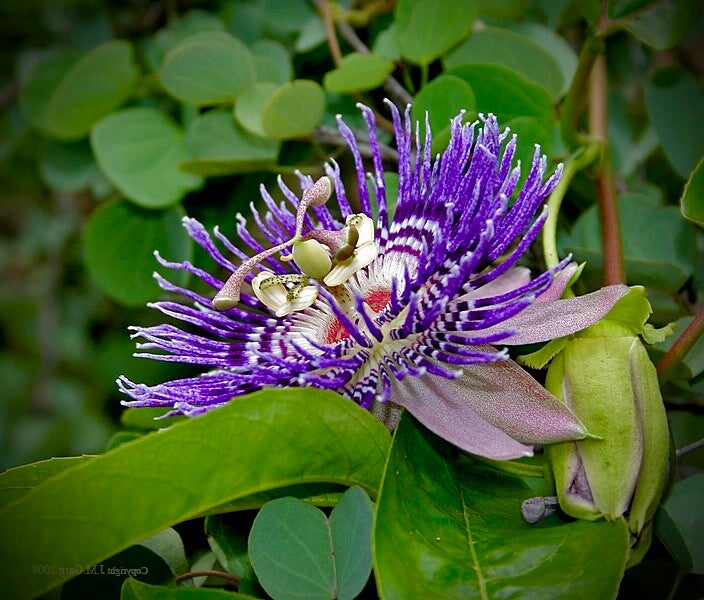 Passiflora ‘Soï Fah’ - P. incarnata x P. laurifolia.