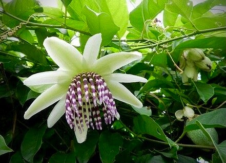 La Liane de rivière - Passiflora riparia