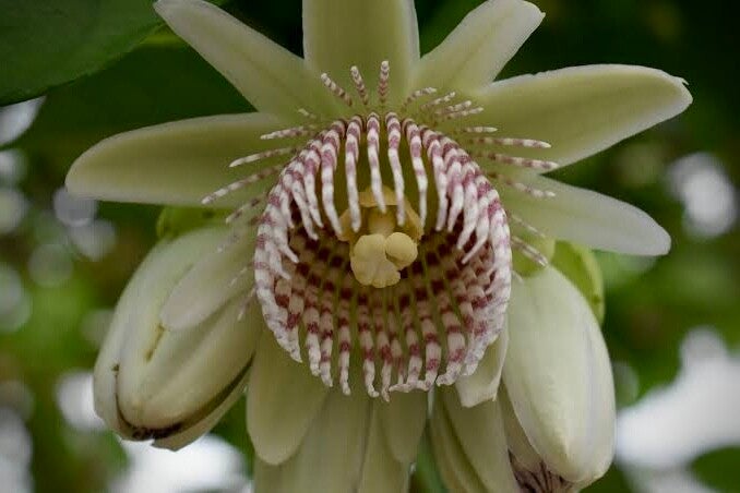 Passiflore de Chapare - Passiflora chaparensis