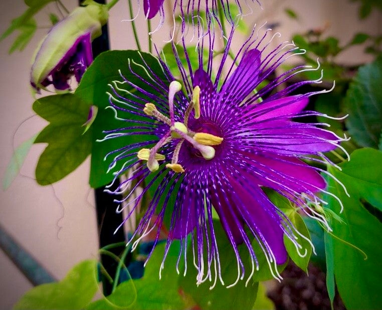 Passiflora ‘La Lucchese’ - P. 'Fata Confetto' x P. kermesina