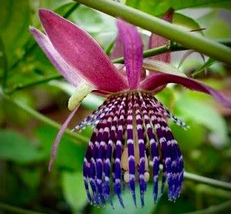 Grenadille de Monte - Passiflora ambigua