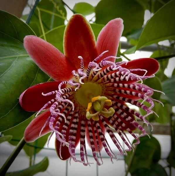 Passiflora alata Linhares