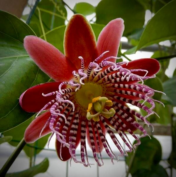 Passiflora alata Linhares