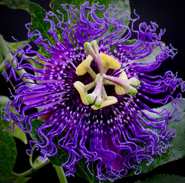 Passiflore ‘Fata selvaggia’ - P. 'Fata Confetto' x P. 'Blue Velvet'