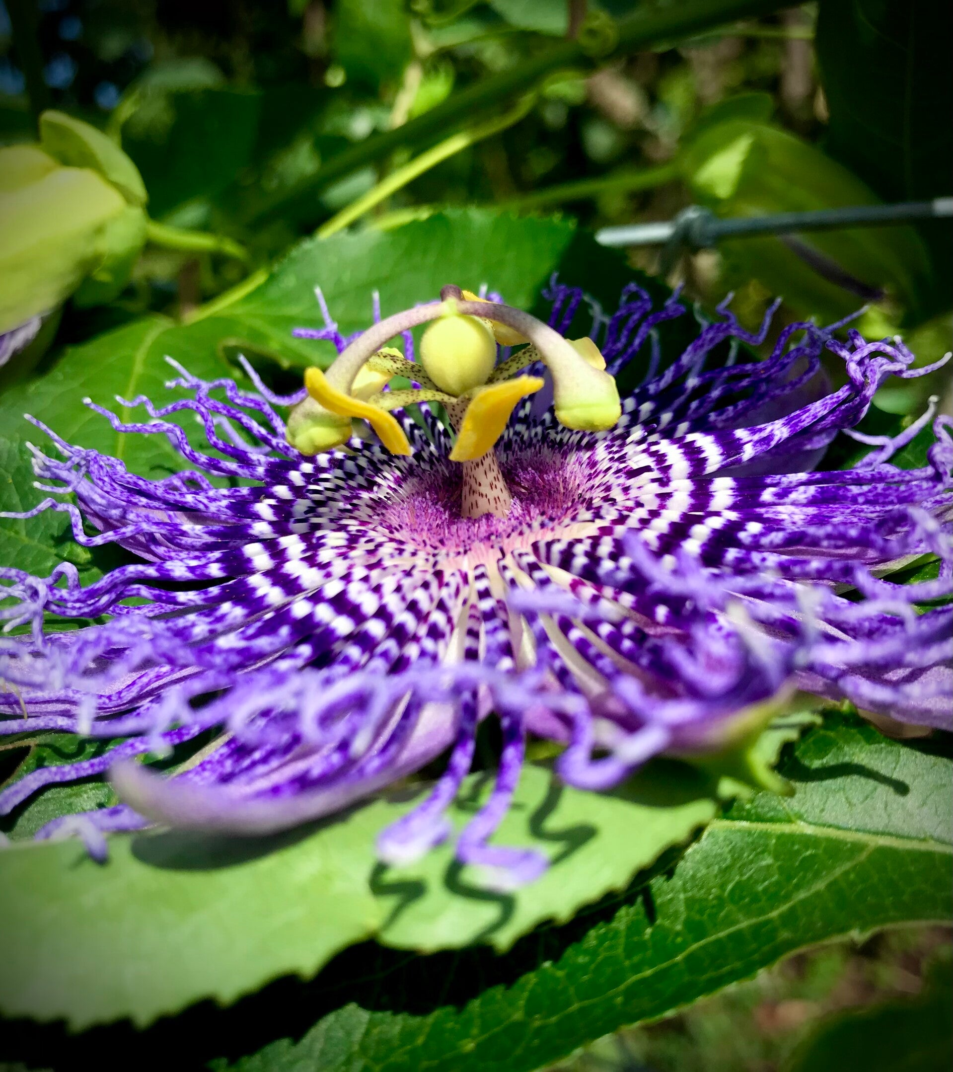 Passiflore ‘Fata Confetto’