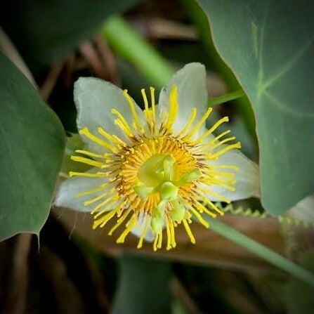 Passiflore du Guatemala - Passiflora guatemalensis