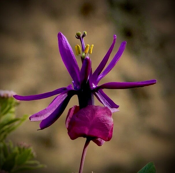 Passiflore Ombeline - Passiflora umbilicata