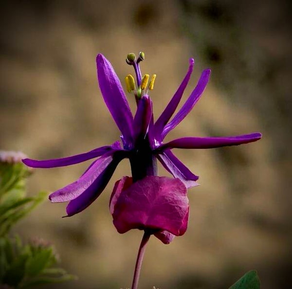 Passiflore Ombeline - Passiflora umbilicata