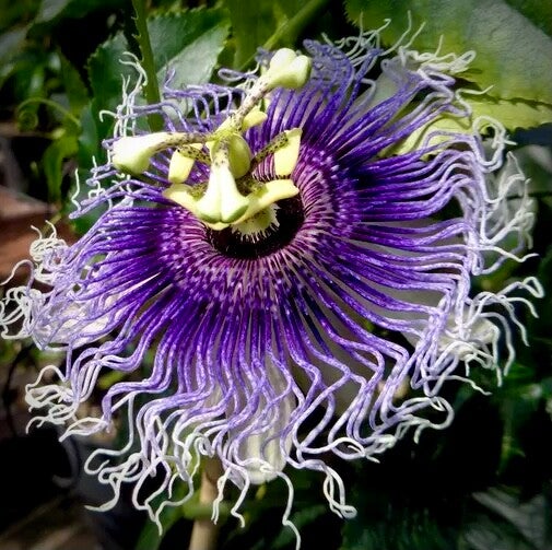 Passiflore ‘Byron beauty’ - Passiflora (edulis f. flavicarpa x P. edulis f. edulis) x P. incarnata ’