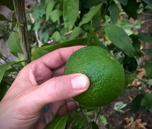 Mandarine Satsuma Iwasaki - Citrus unshiu ‘Iwasaki’