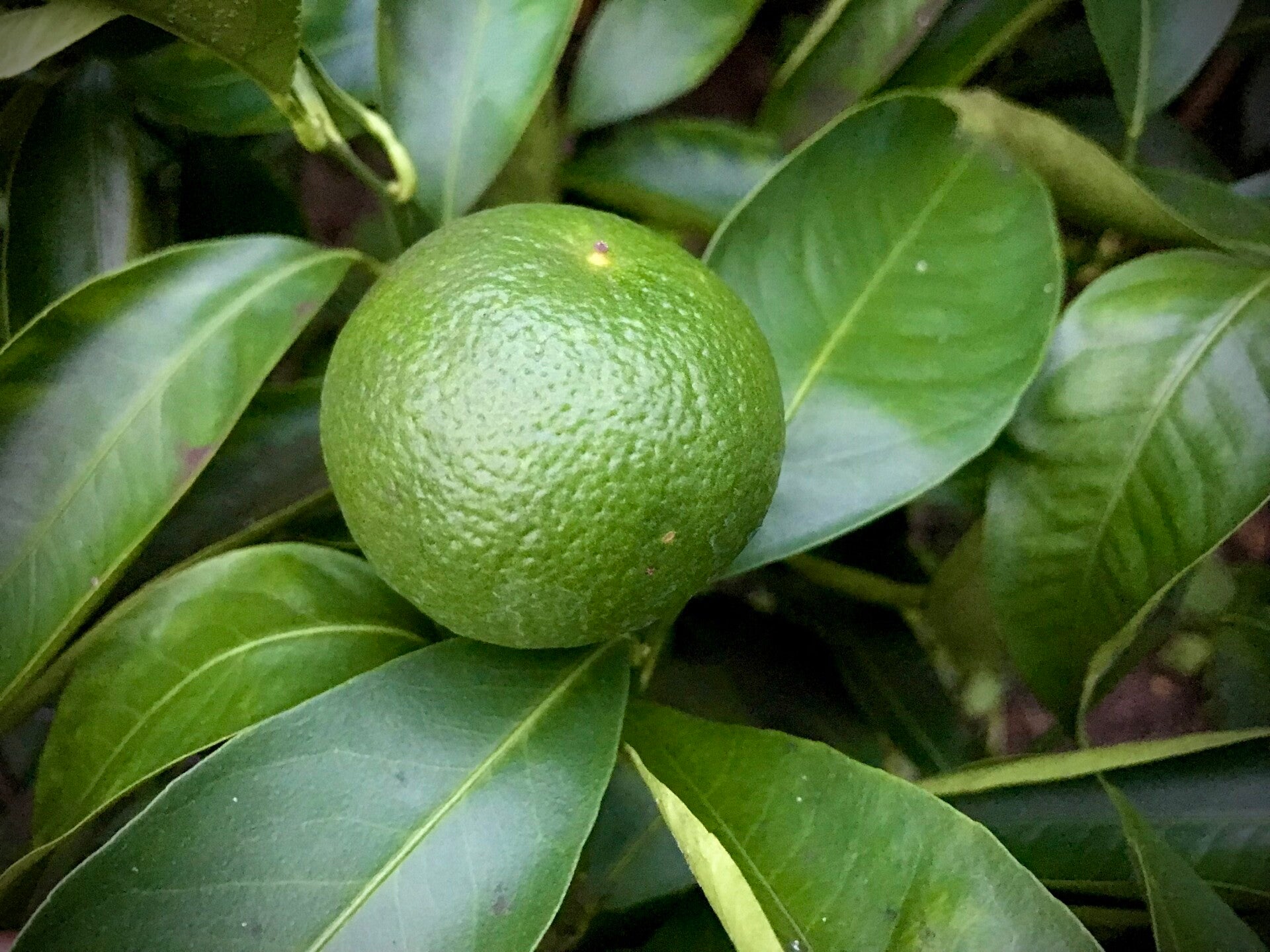 Tangelo Nova - Citrus reticulata Blanco