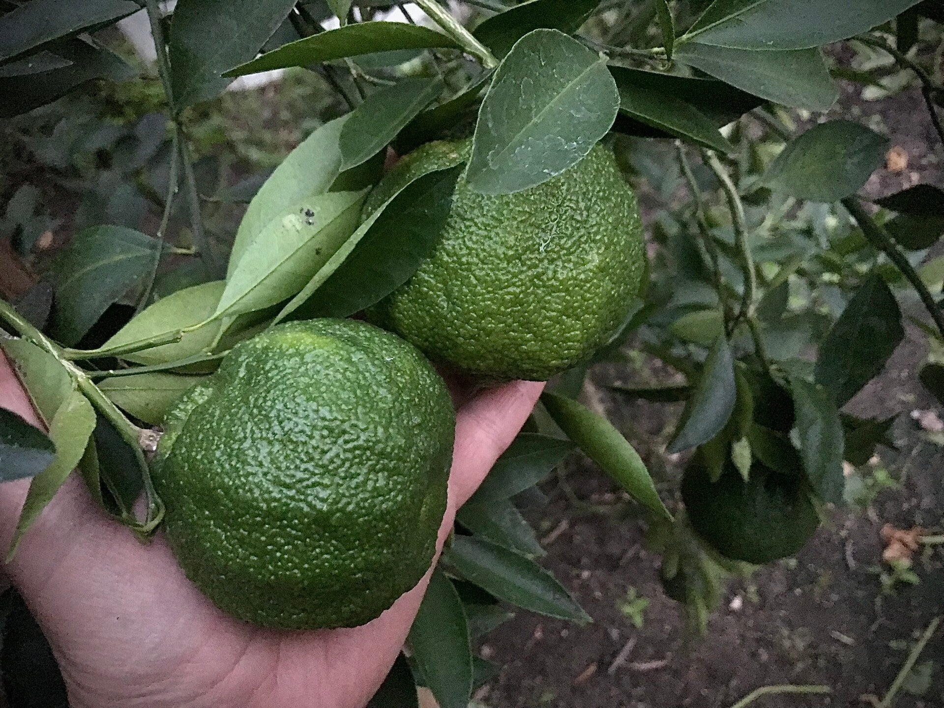 Tangelo Big Guy - Citrus × tangelo