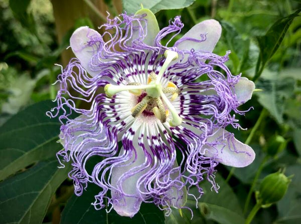 Passiflora incarnata ‘Grande Ourse’