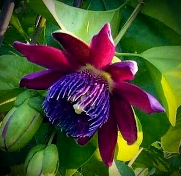 Passiflora phoenicea