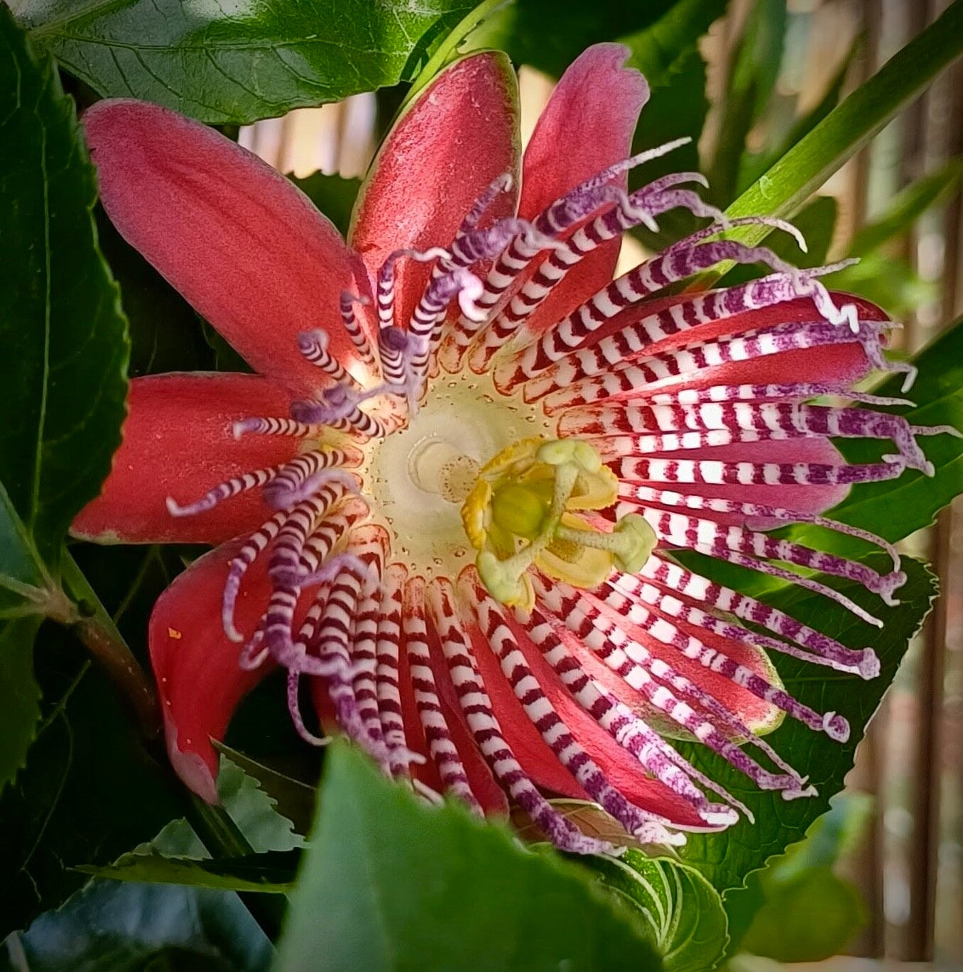 Passiflora alata Linhares