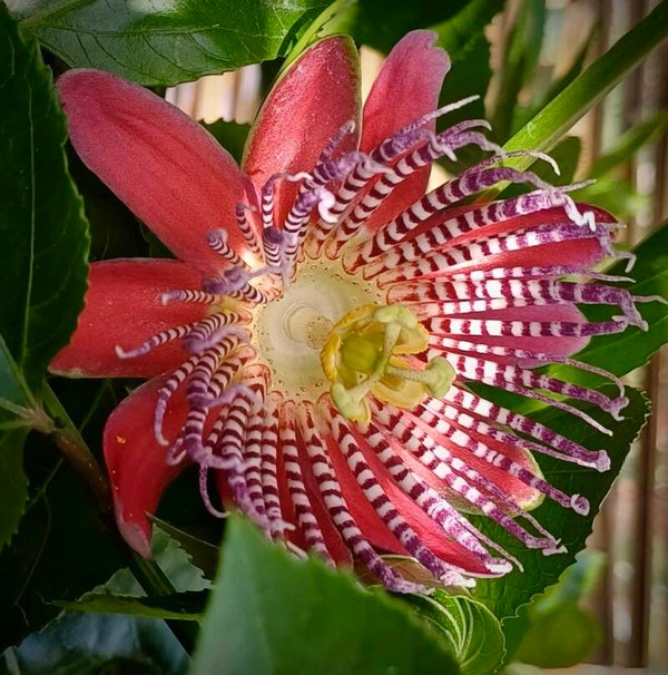 Passiflora alata Linhares