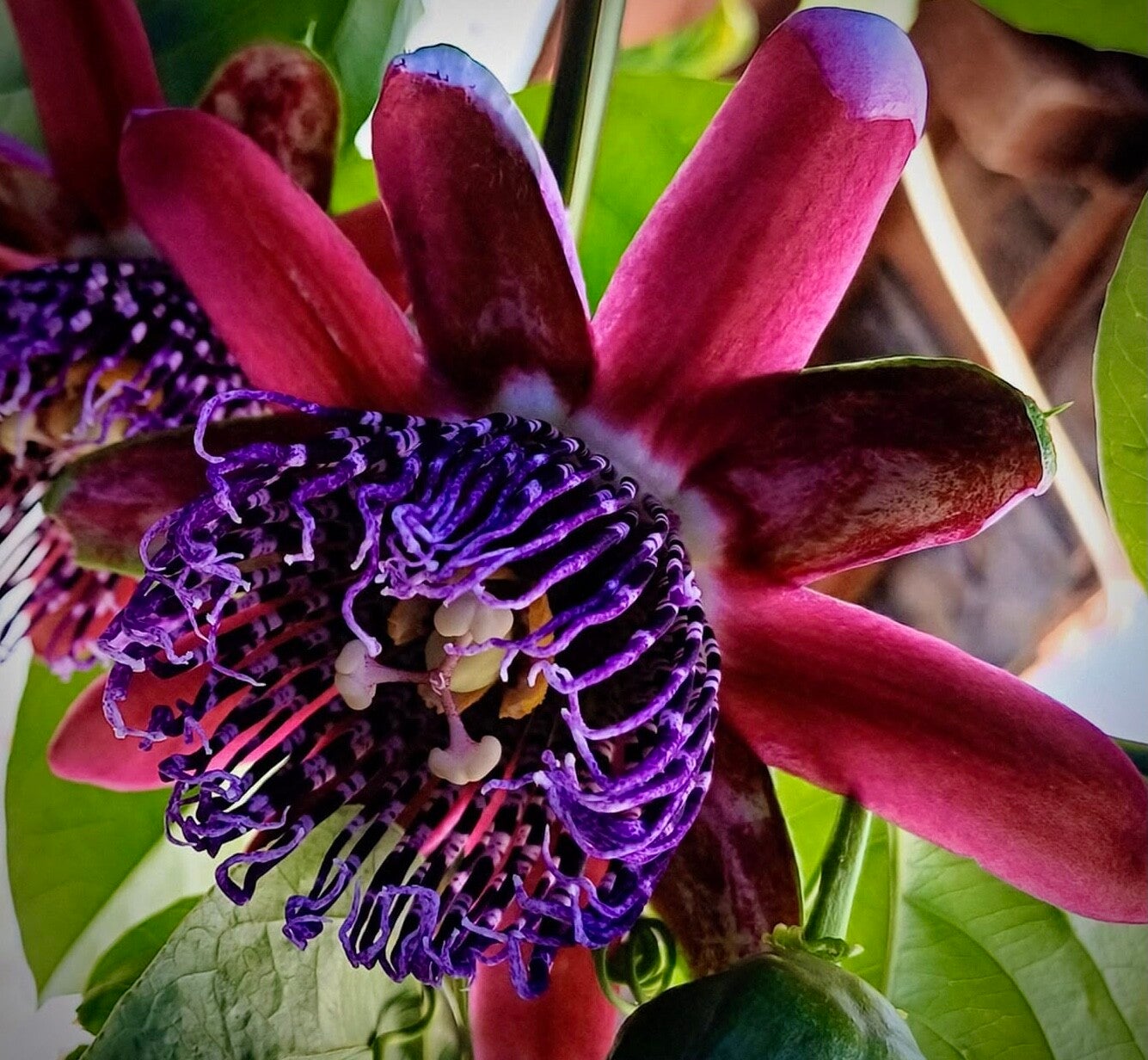 Passiflora phoenicea
