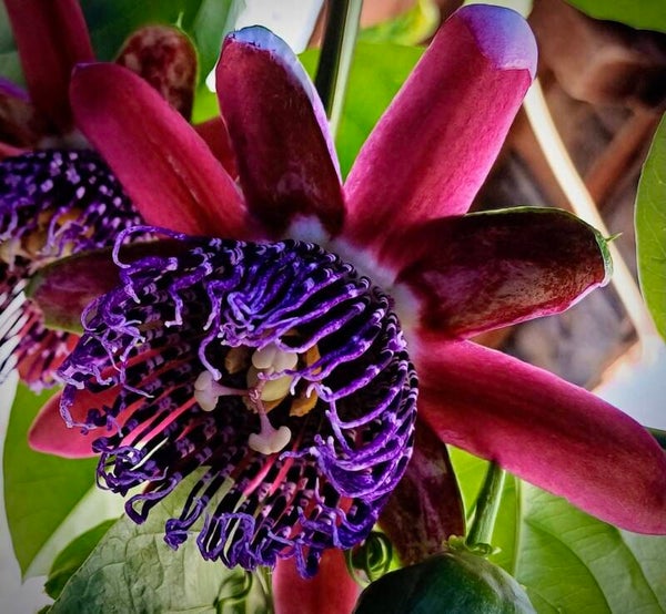 Passiflora phoenicea