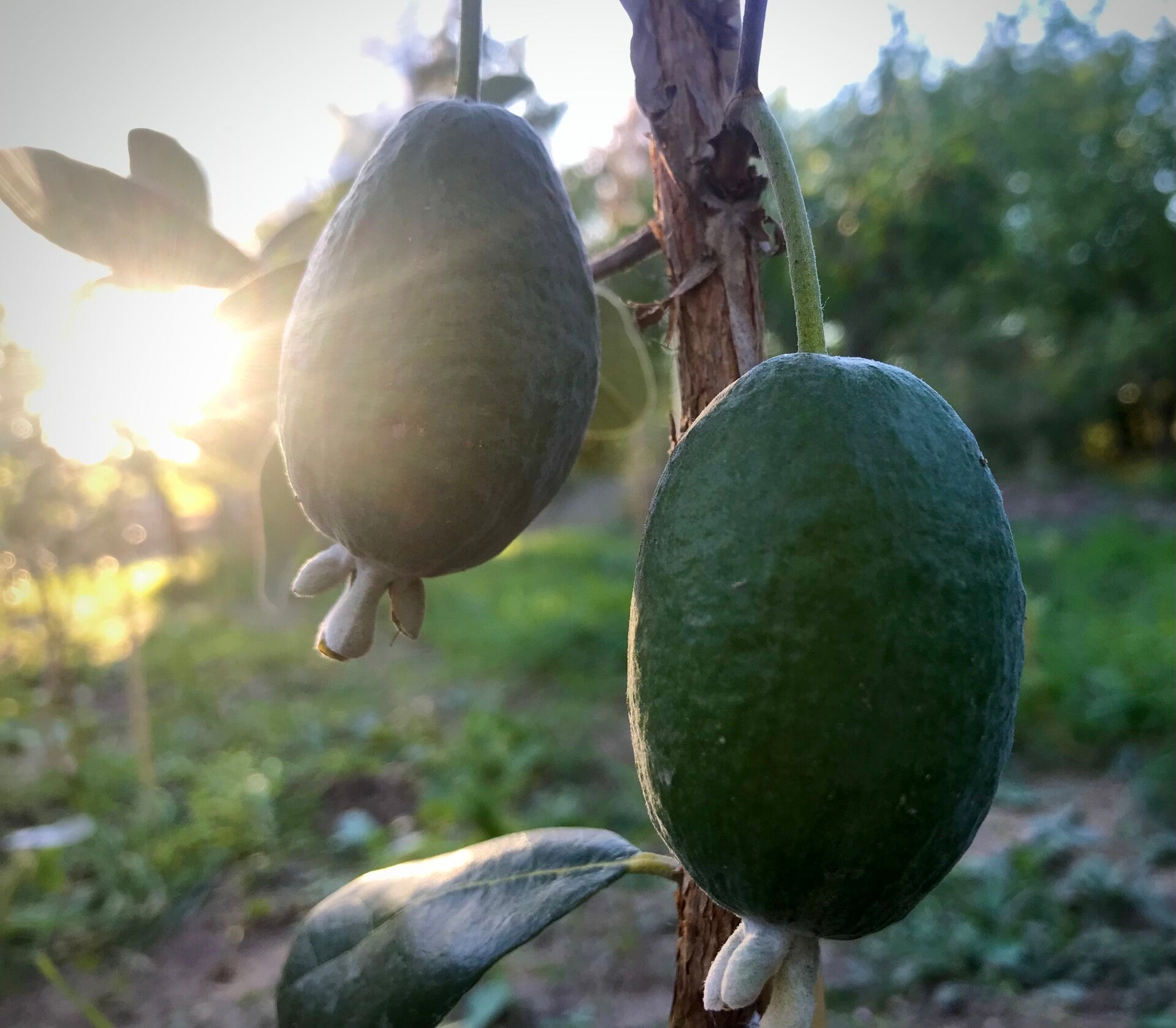 Feijoa Kaiteri - Acca sellowiana kaiteri