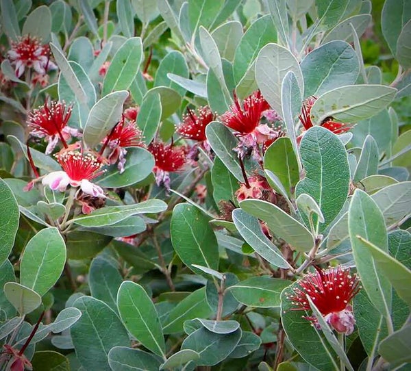Feijoa ‘Compacta’ - Acca sellowiana ‘Compacta’