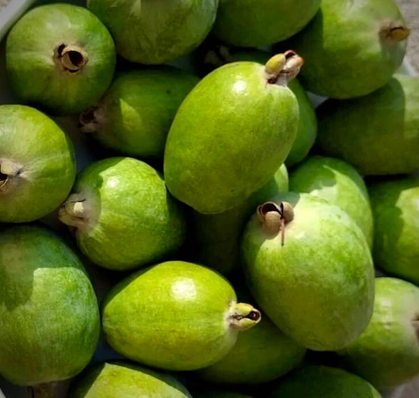 Feijoa ‘Opal star’ - Acca sellowiana ‘Opal star’