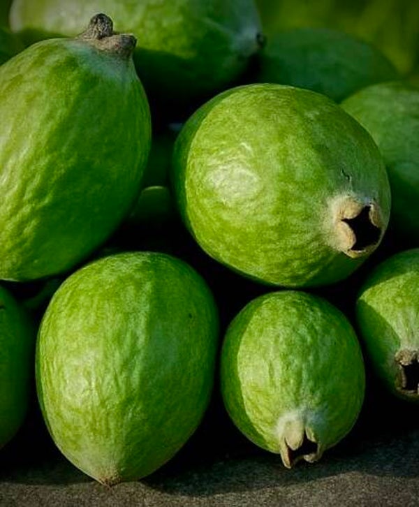 Feijoa ‘Précoce de Crimée’ - Acca sellowiana ‘Précoce de Crimée’