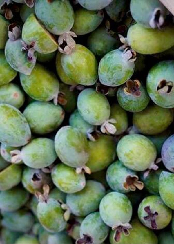 Feijoa ‘Parfumé de Nikita’ - Acca sellowiana ‘Nikita’