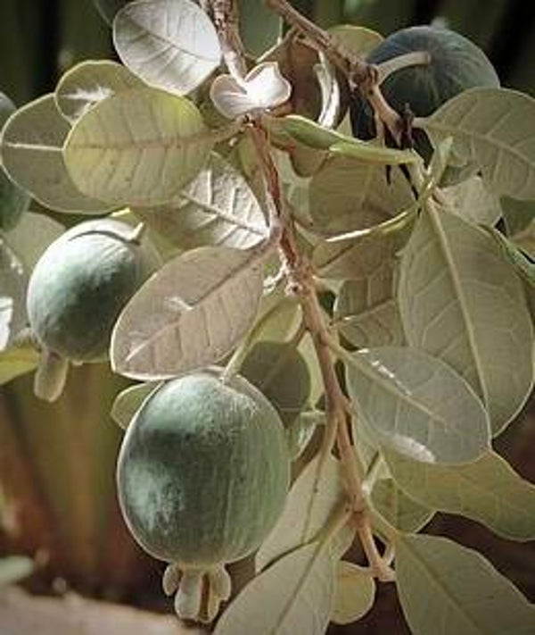 Feijoa ‘Sinope’ - Acca sellowiana ‘Sinope’