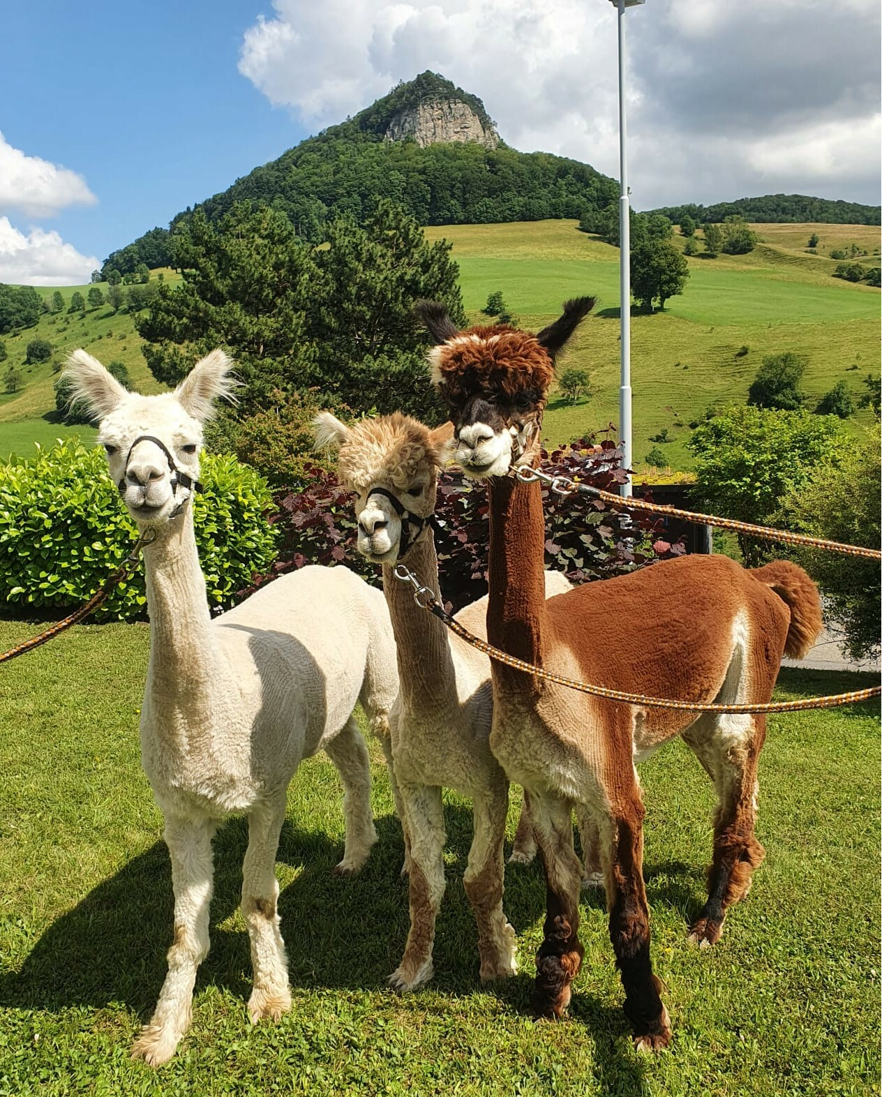 Siro               Zafir                       Rain