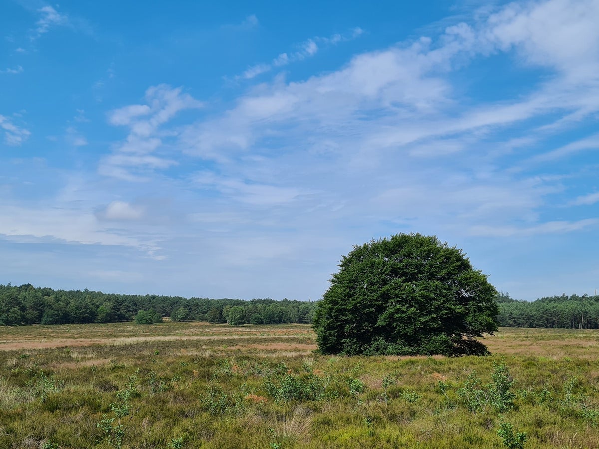 Heidevelden / Landschap / Mooi Ede | Atlas van Ede