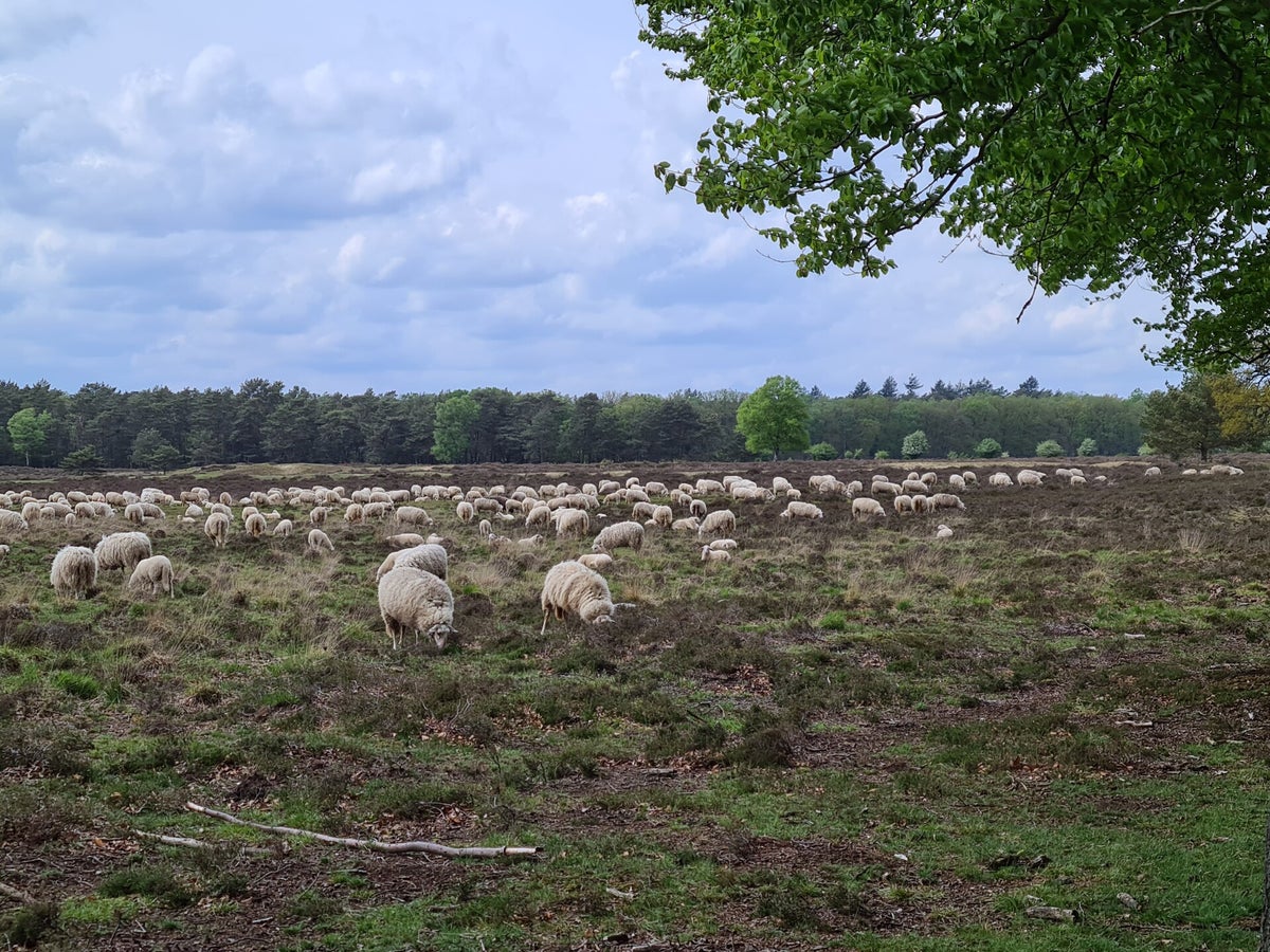 Heide | Heidevelden / Natuurgebieden / Historische plekken / Toen en nu ...