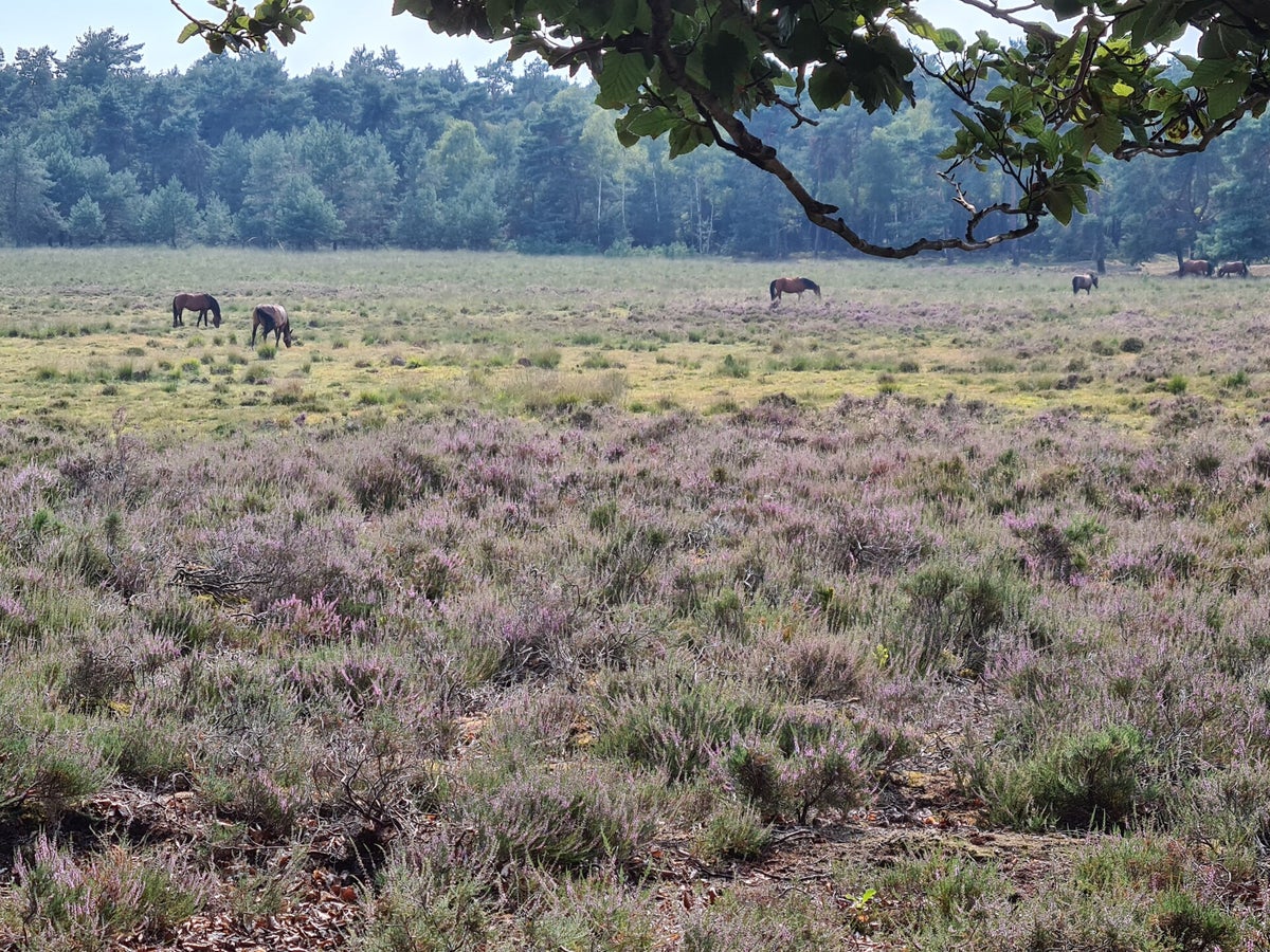 Heide | Heidevelden / Natuurgebieden / Historische plekken / Toen en nu ...