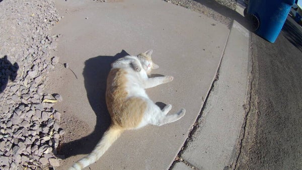 April 29, 2021 - Bike Ride - Orange and White Cat