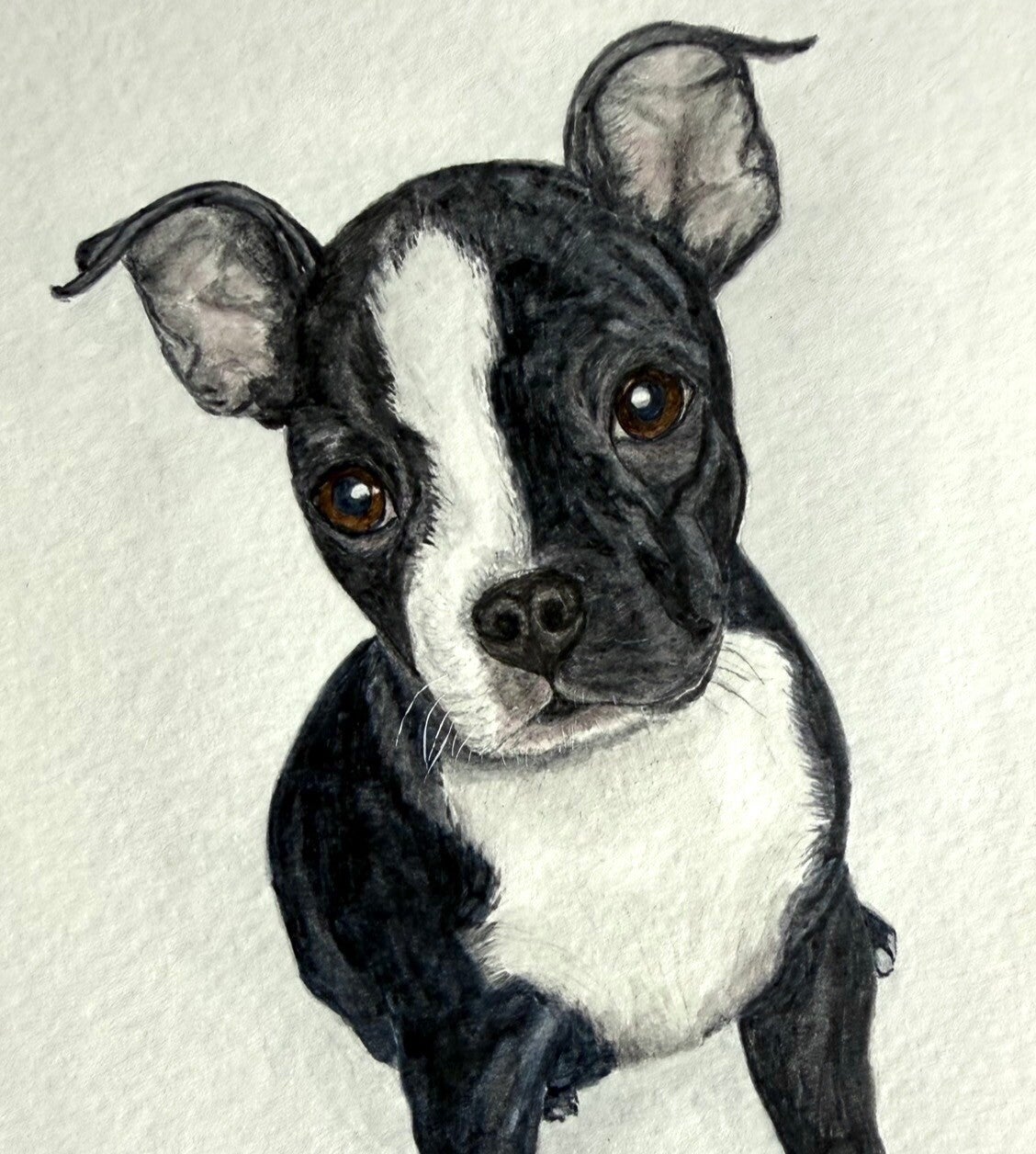 watercolor dog painting boston terrier