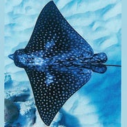 Spottedeagleraybonaire.jpeg