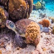 Seaturtlebonaire.jpeg