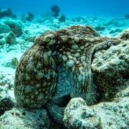 Octopusbonaire.jpeg