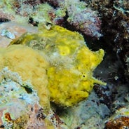 frogfish.jpeg