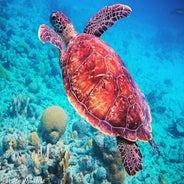 Snorkelen op bonaire.jpeg