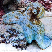 Octopus bonaire.jpeg