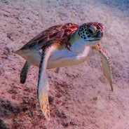 Seaturtle bonaire.jpeg