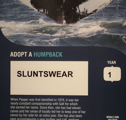 Sluntswear save the whales donation: read more about the humpack whale we have adopted on sluntswear.com
