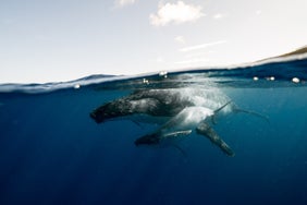 Help us save the whales - buy a t-shirt and we will donate 1 euro to save the whales! Sluntswear.com
