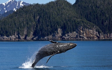 Help us save the whales, we will donate 1 euro after each sale we make in support to safe the whales and the Ocean world.