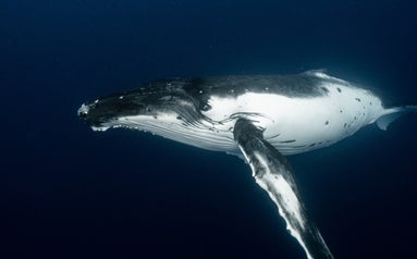 Sluntswear streetwear clothing brand: we will donate 1 euro after every sale to save the whales process CO2 and save our world!