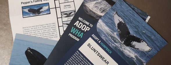 Sluntswear and saving the whales donations. If you want to help us raise donations and make a different please visit slunstwear.com