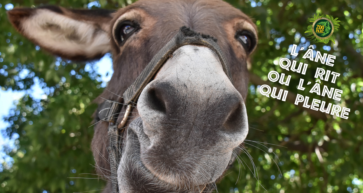 L'âne qui rit ou l'âne qui pleure | Zoo parc de la réunion